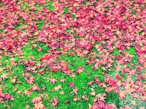 写真 2015-11-15 10 33 37