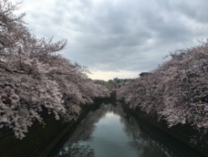 橋のさくら