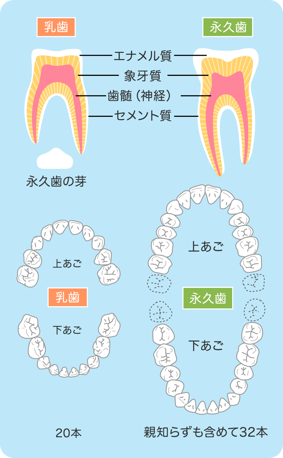 子供 乳歯 根 の 治療